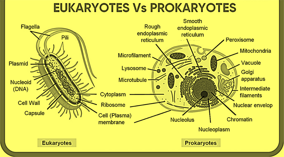 Difference between Eukaryotes and Prokaryotes [with Table] - Teachoo