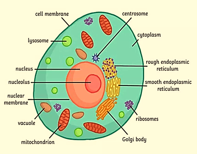 Human Body Cell: Human Body Cell structure diagram: Scientists are trying to map human body at individual cells to locate disease, find reason - The Economic Times